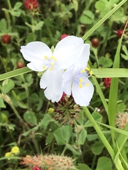 Tradescantia occidentalis