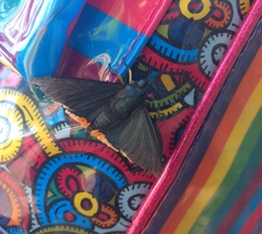 Chalypyge chalybea chalybea