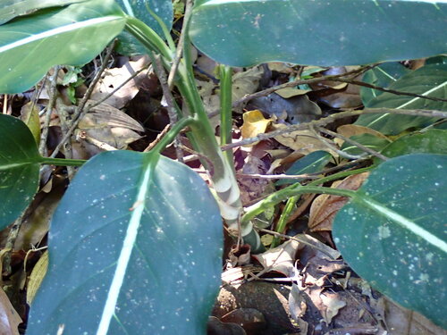 Foto de Comigo ninguém pode