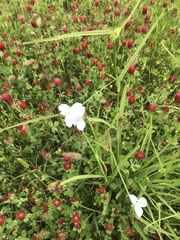 Tradescantia occidentalis