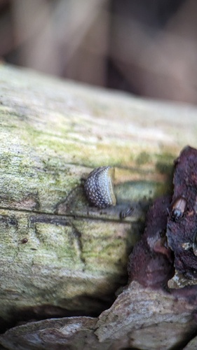 Hedgehog Slug, Noordwijkerhout, Nederland, photo 10 of 10
