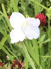 Tradescantia occidentalis