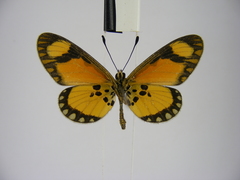 Acraea lumiri
