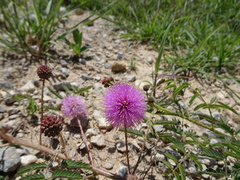 Mimosa nuttallii