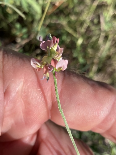 Indigastrum costatum, photograph 3