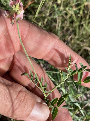Indigastrum costatum, photograph 4