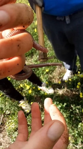Central Iberian Worm Lizard, Parque del Guadalhorce, Churriana, 29004 Málaga, España, photo 10 of 10