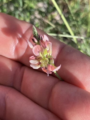 Indigastrum costatum, photograph 5