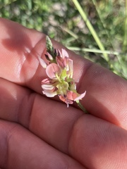 Indigastrum costatum, photograph author not stated, no rights reserved