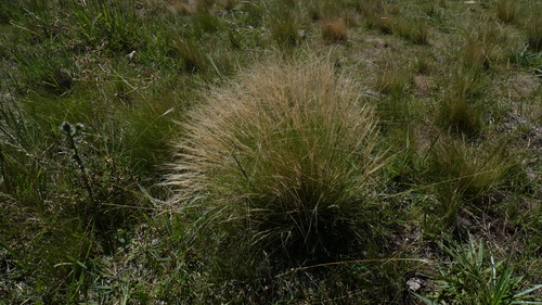 Aristida pallens
