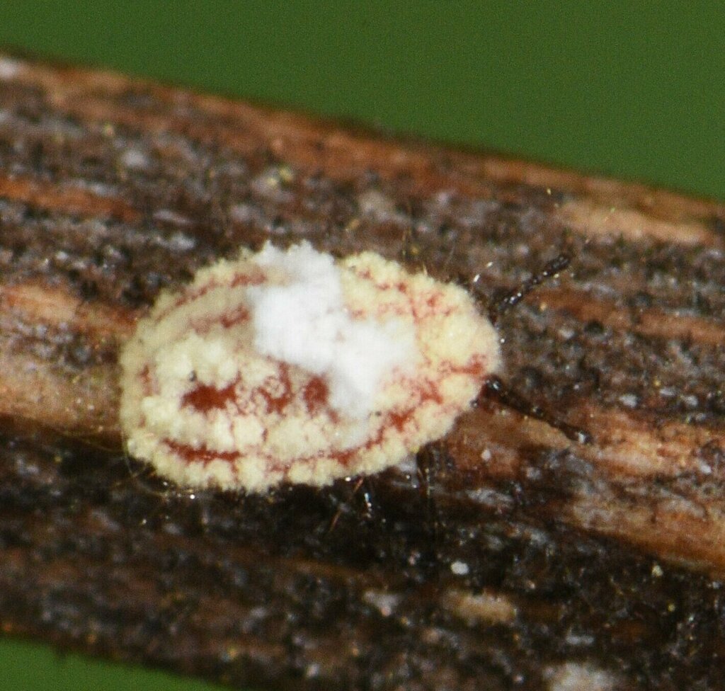 Giant Scale Insects from Country Club Section, Coral Gables, FL, USA on ...