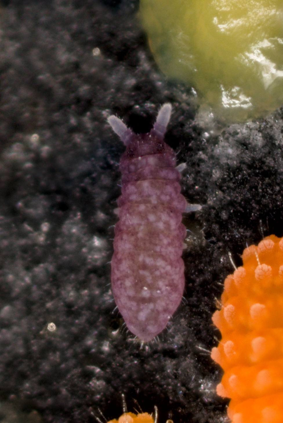 Brachystomella villalobosi Cassagnau & Rapoport, 1962