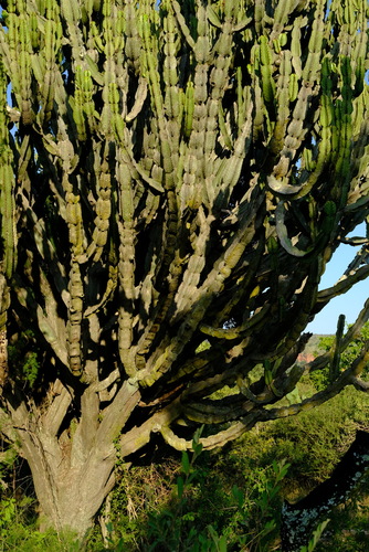 Common Tree Euphorbia