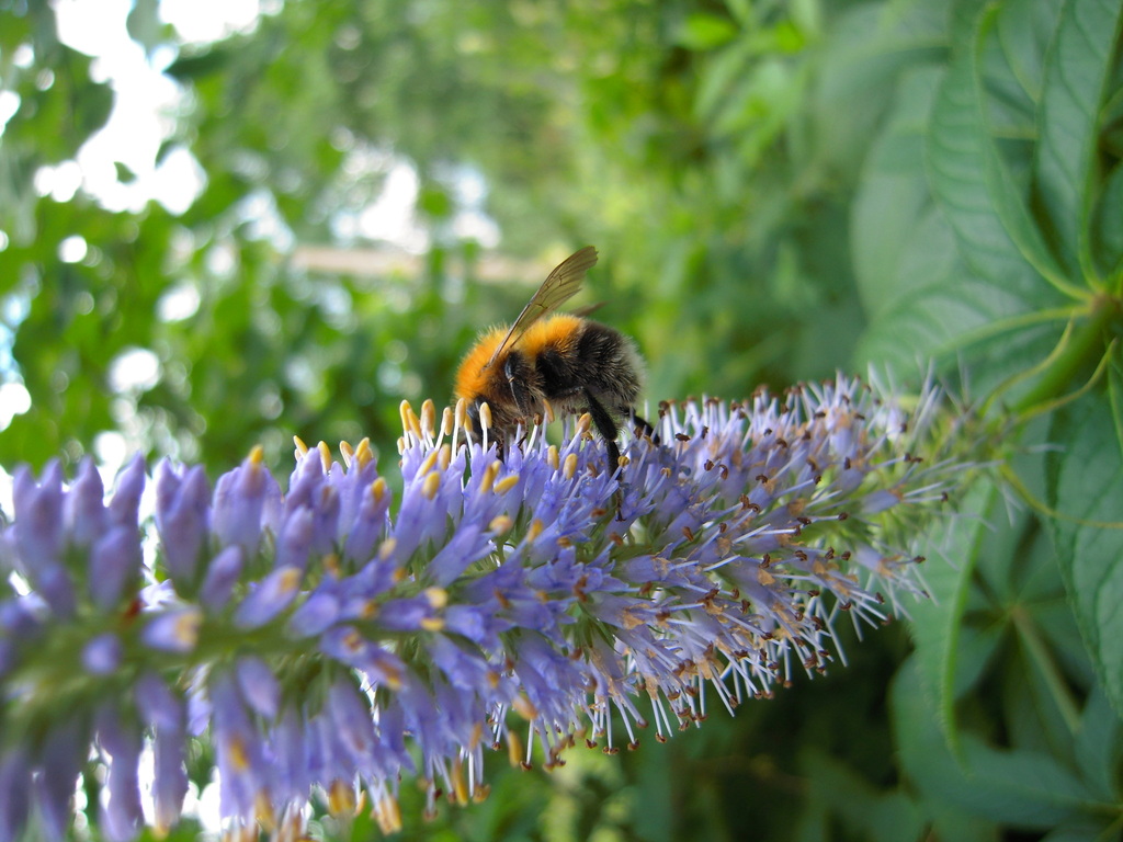 Tree Bumble Bee from Новгородский р-н, Новгородская обл., Россия on ...
