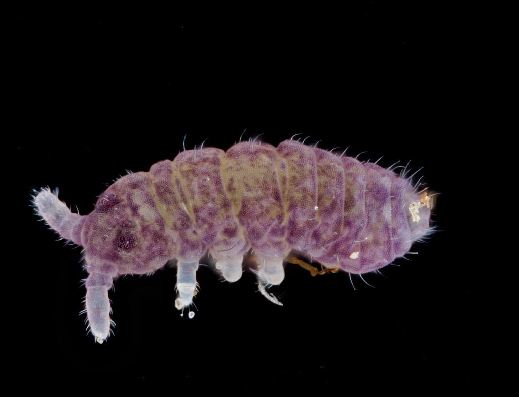 Brachystomellidae
