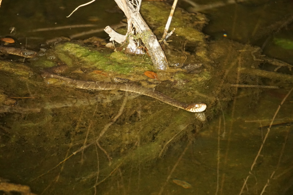 Plain-bellied Watersnake from N Lamar Blvd, Austin, TX, US on February ...