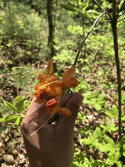 Rhododendron calendulaceum
