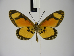Acraea lumiri
