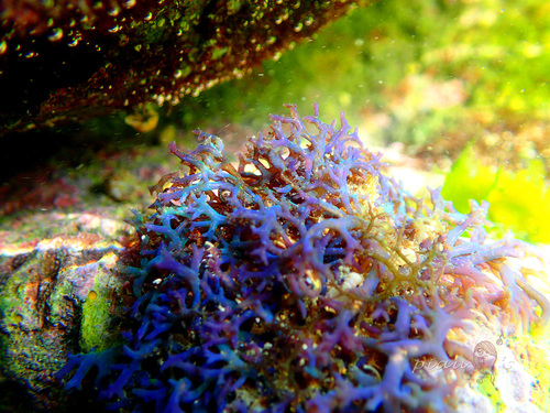 Hypnea pannosa