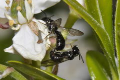 Ceratina cucurbitina