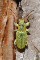 Pachyrhinus lethierryi