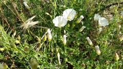 Calystegia occidentalis