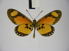 Acraea lumiri