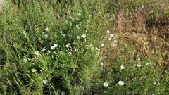 Calystegia occidentalis