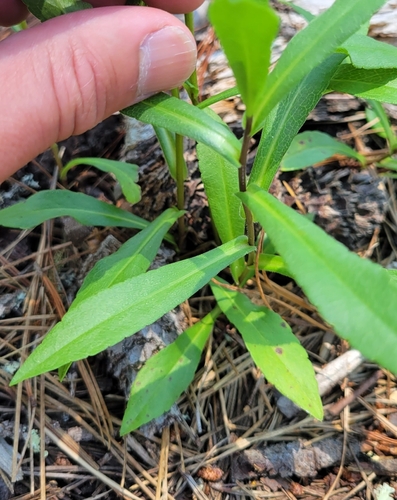 Purple Haze California Aster foliage