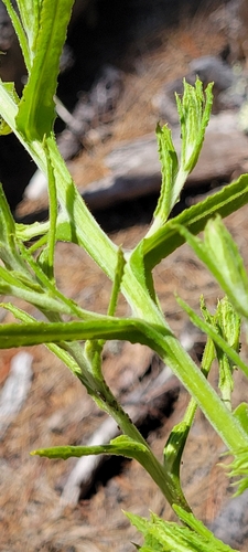 Pink Cudweed foliage