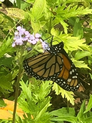 Danaus plexippus