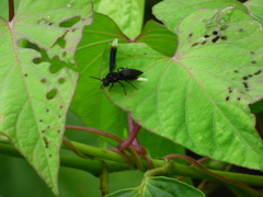 Parachartergus apicalis