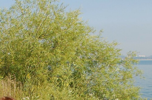 Image of Salix rorida by (c) Татьяна Максимова, some rights reserved (CC BY)