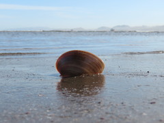 Megapitaria squalida