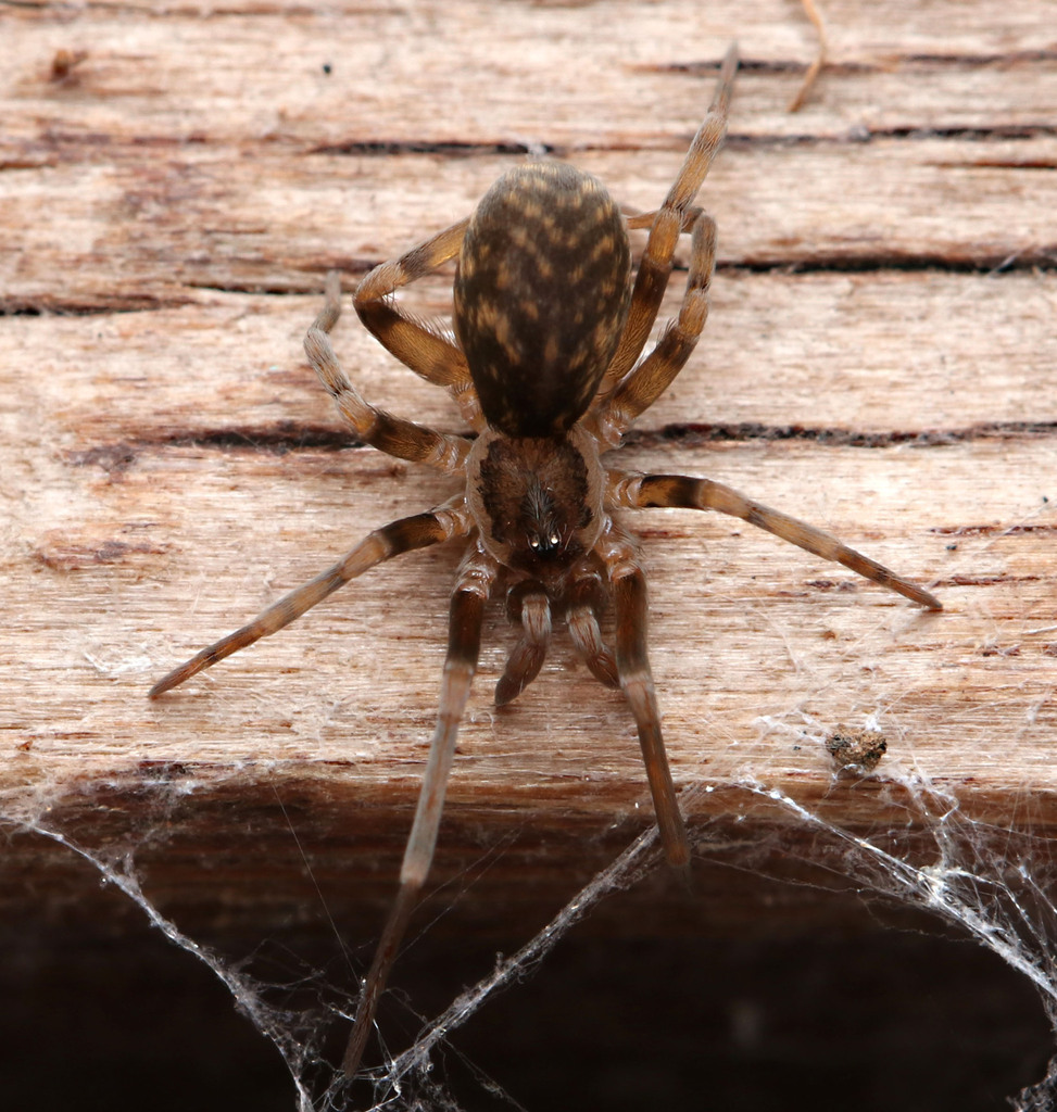 Crevice Weavers in February 2024 by juliegraham173 · iNaturalist