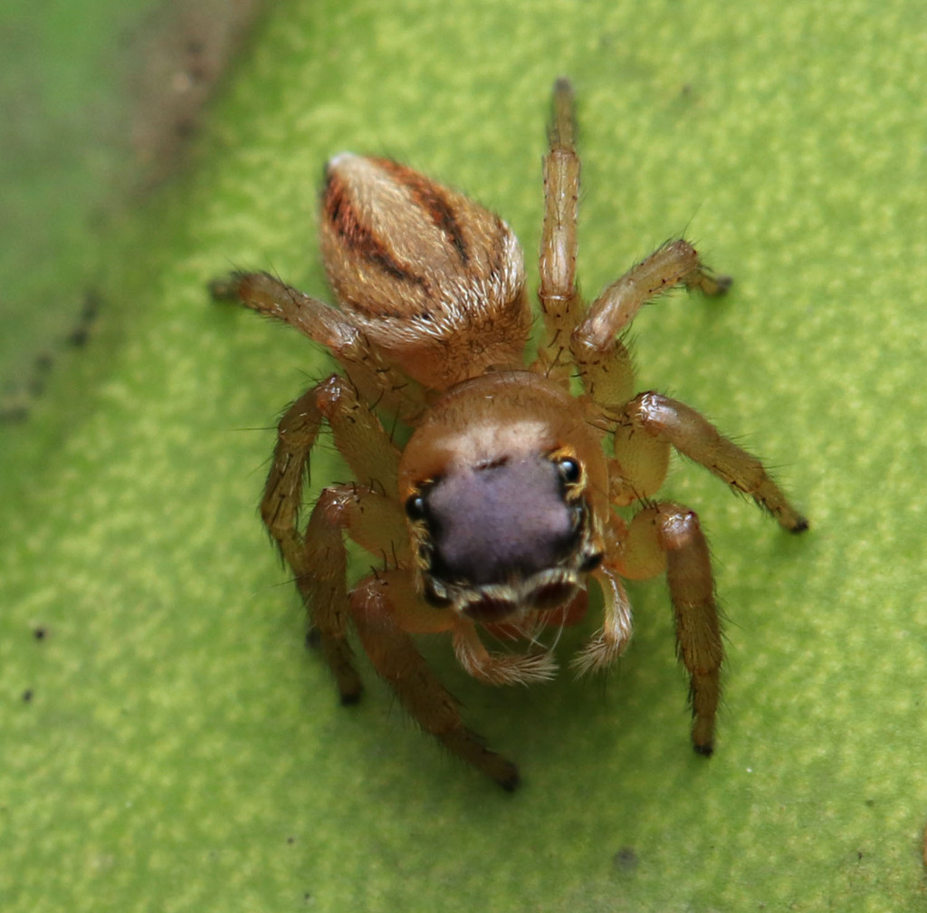 White Garland House Hopper in February 2024 by juliegraham173 · iNaturalist