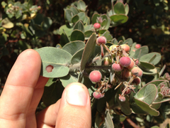 Arctostaphylos auriculata