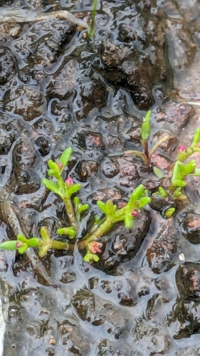 Crassula aquatica