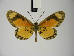 Acraea lumiri