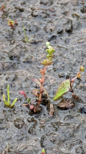 Crassula aquatica