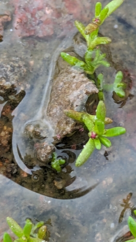 Crassula aquatica