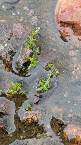 Crassula aquatica