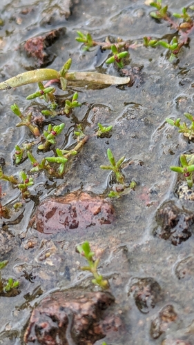 Crassula aquatica