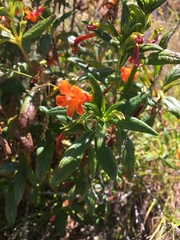 Diplacus parviflorus