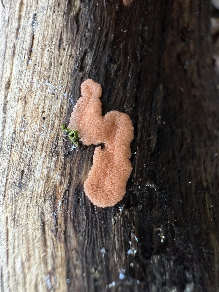 Red Raspberry Slime Mold From Notte Niederung Mittenwalde Brandenburg red-raspberry-slime-mold-from-notte-niederung-mittenwalde-brandenburg