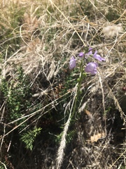 Nuttallanthus texanus