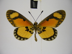Acraea lumiri