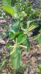 Antidesma ghaesembilla