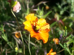 Papaver heterophyllum