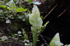 Microsorum membranaceum